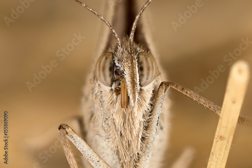 A closeup of a beautiful butterfly photo