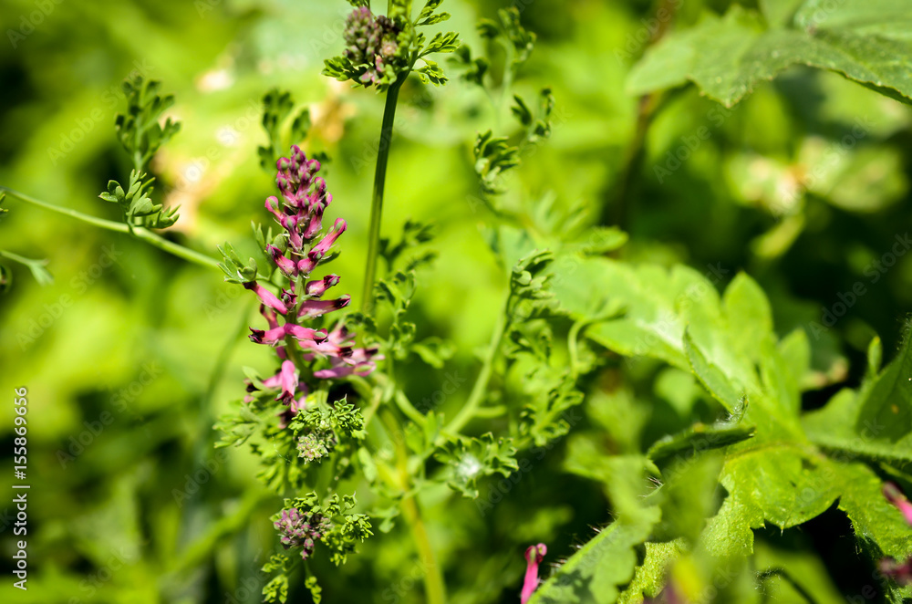 red wildflower fumaria officinalis blossom on the field red wildflower fumaria officinalis blossom on the field