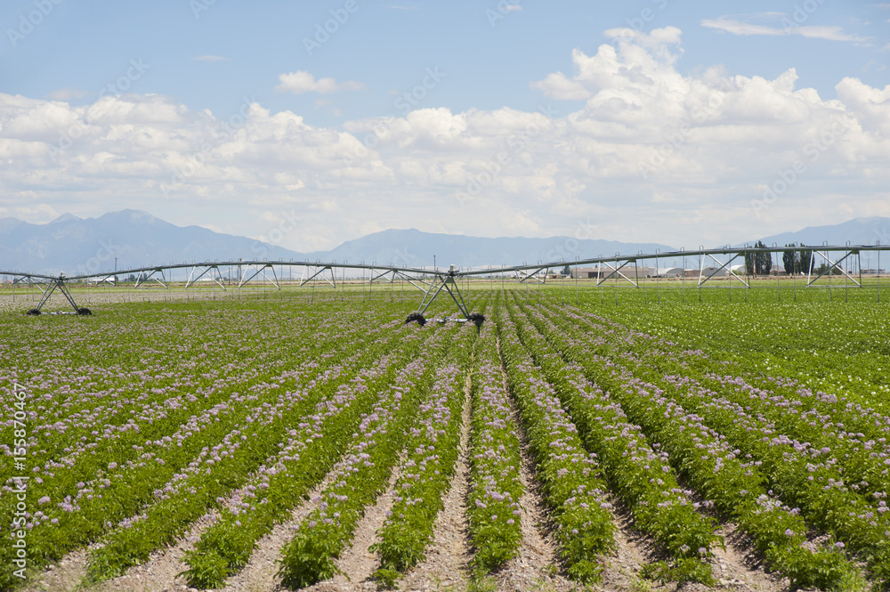 Potato Fields and Irrigation Equipment