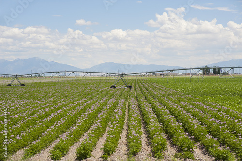 Obraz na płótnie Potato Fields and Irrigation Equipment w salonie