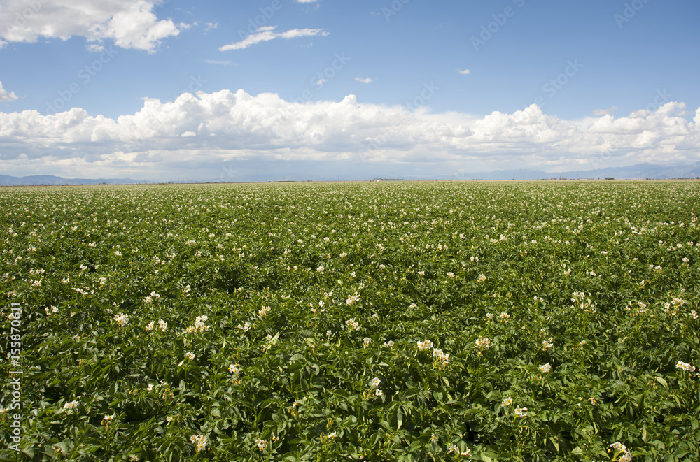 Potato Fields and Sky