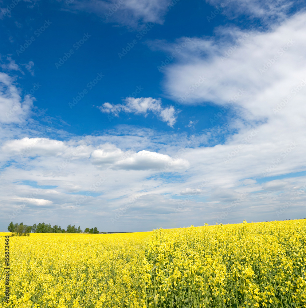Yellow rapeseed field against the sky with clouds Yellow rapeseed field against the sky with clouds