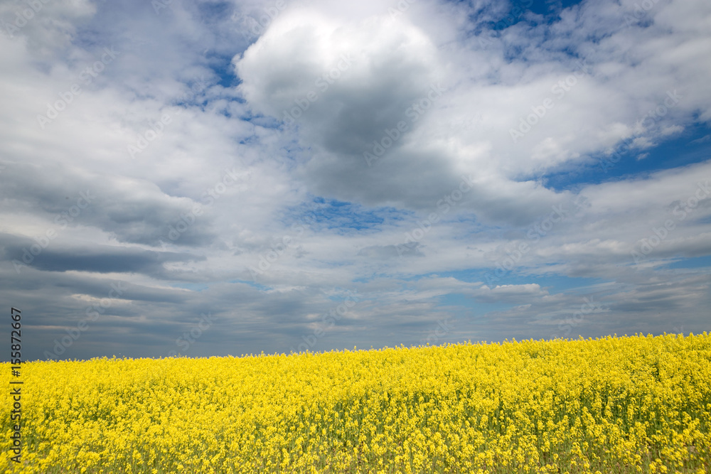 Yellow rapeseed field against the sky with clouds Yellow rapeseed field against the sky with clouds