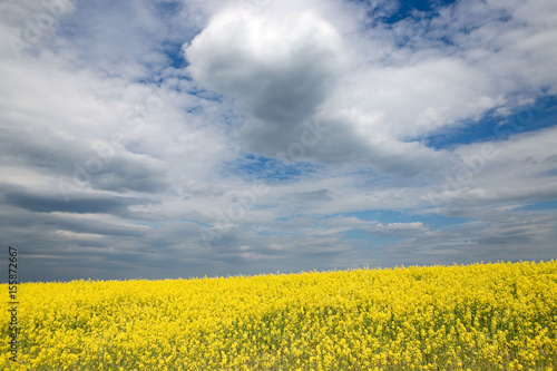 Yellow rapeseed field against the sky with clouds