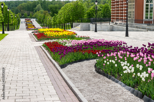 Fototapeta Naklejka Na Ścianę i Meble -  The colorful flower-beds with white, pink, yellow, red and  violet tulips in Tsaritsino park and reserve in Moscow, Russia.