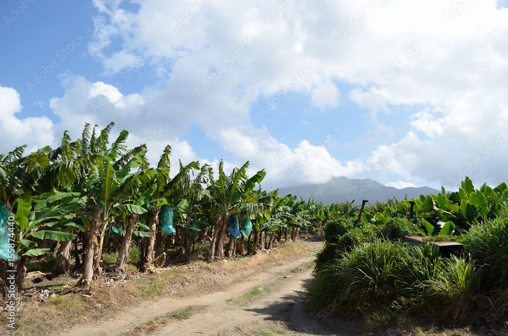 Fototapeta premium Banana Plantation, Martinique