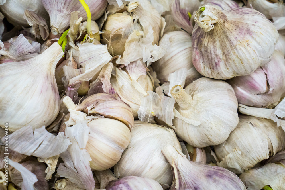 Obraz premium Close up Garlic bulb