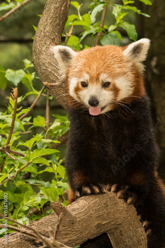 Fototapeta Naklejka Na Ścianę i Meble -  A young Red Panda climbing in a tree.