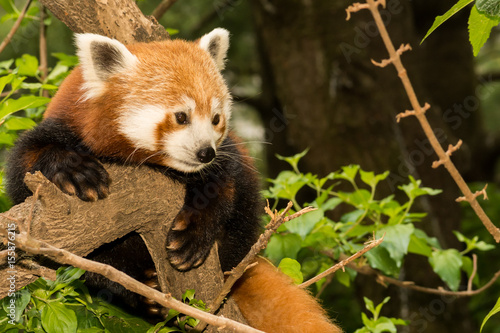 Fototapeta Naklejka Na Ścianę i Meble -  A young Red Panda climbing in a tree.