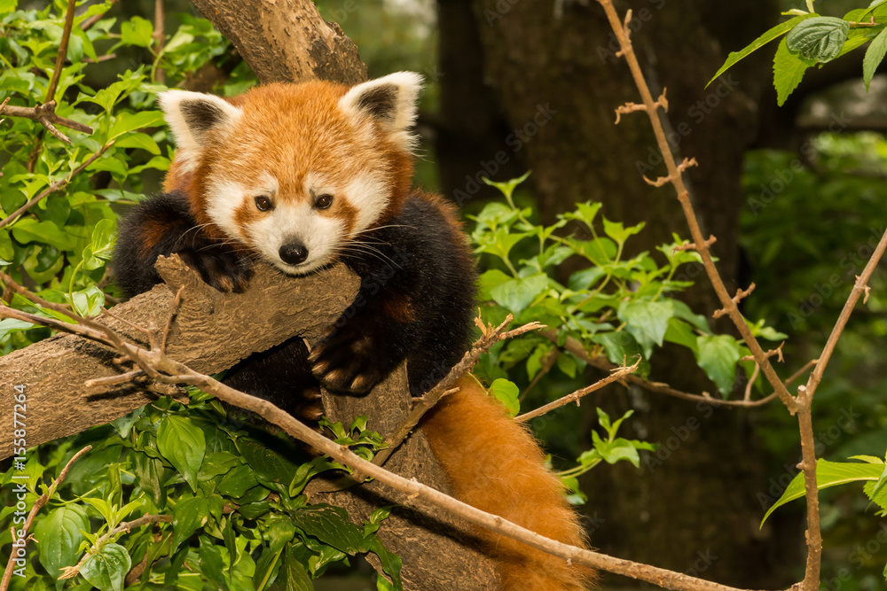 Obraz premium A young Red Panda climbing in a tree.