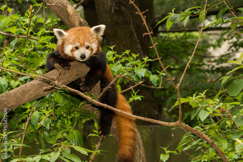 Fototapeta Naklejka Na Ścianę i Meble -  A young Red Panda climbing in a tree.