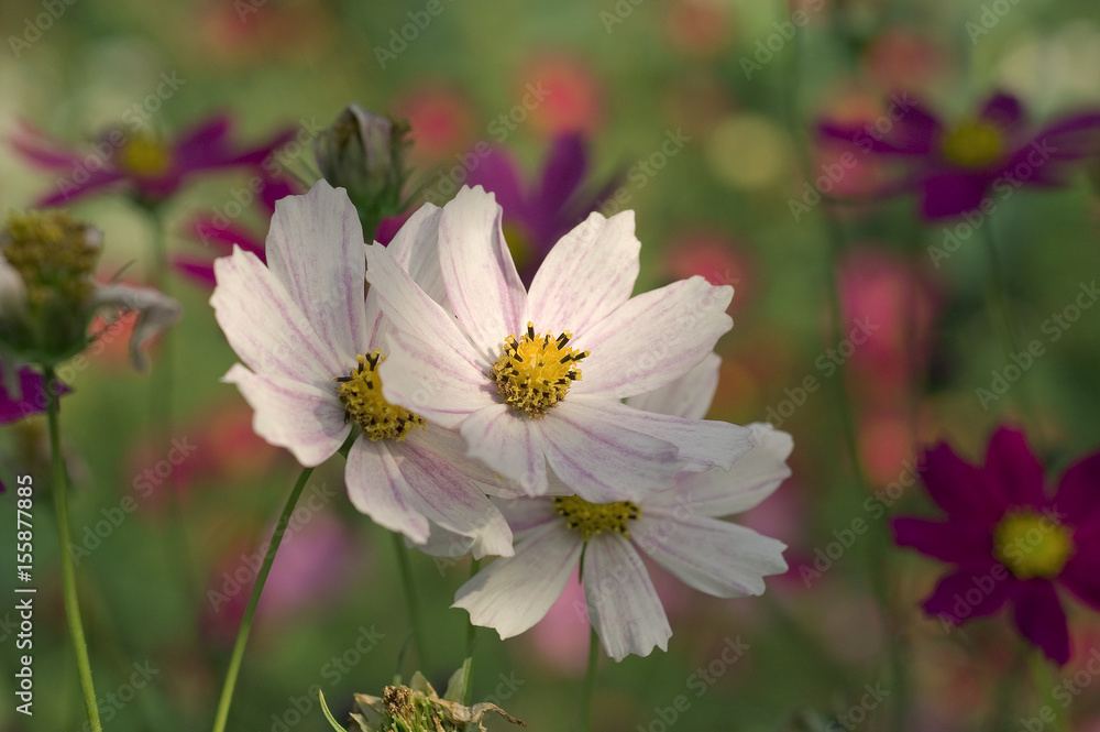 Cosmos bipinnatus / garden cosmos / Mexican aster Cosmos bipinnatus / garden cosmos / Mexican aster