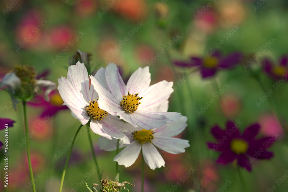 Cosmos bipinnatus / garden cosmos / Mexican aster Cosmos bipinnatus / garden cosmos / Mexican aster