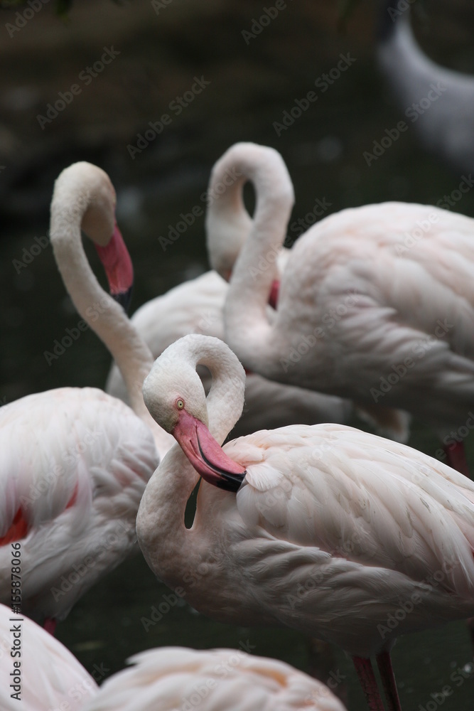 Fototapeta premium Fenicotteri bianchi