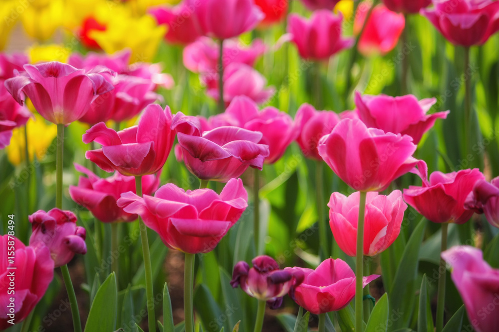 Tulip flowers.