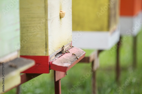 Honey bees enter the hives