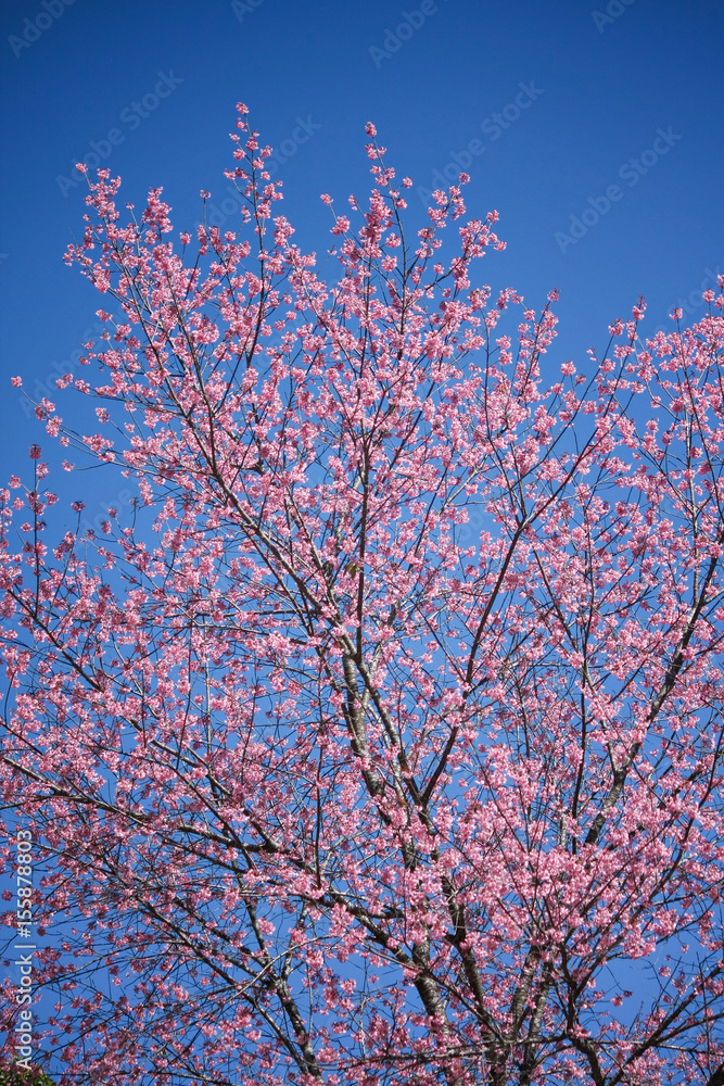 Wild Himalayan Cherry Cherry Blossom Thailand in Chiang Mai. Wild Himalayan Cherry Cherry Blossom Thailand in Chiang Mai.