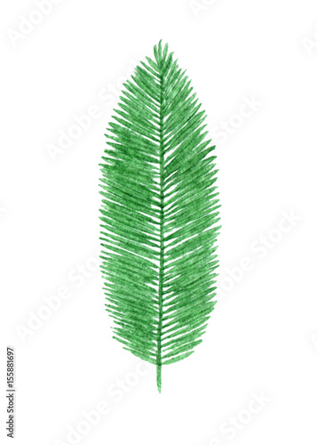 Hand drawn watercolor tropical palm leaf isolated on the white background