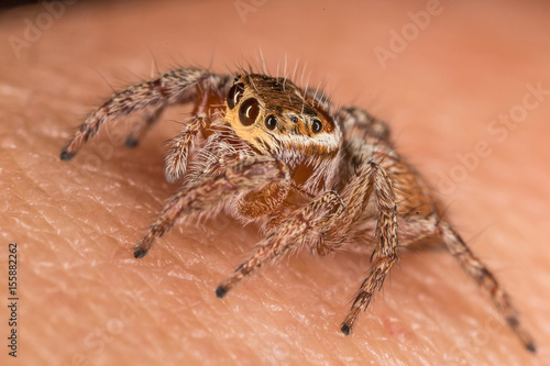 A beautiful spider