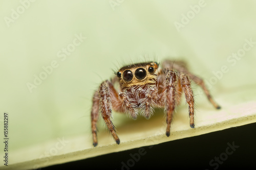 A closeup of a beautiful spider