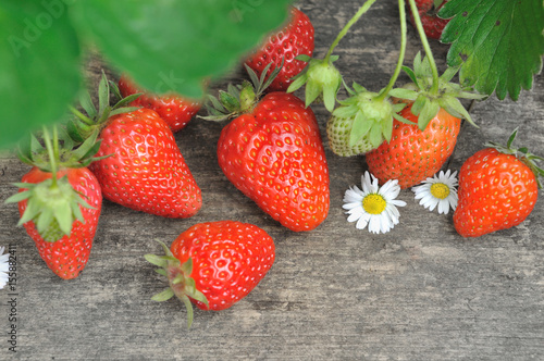fraises du jardin sur planche en bois