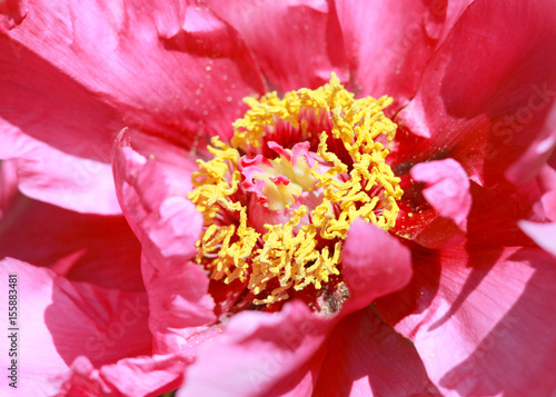 In Side Details of chrysanthemums flower