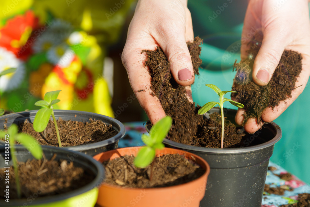 Fototapeta premium Gardening with plants dirt and pots