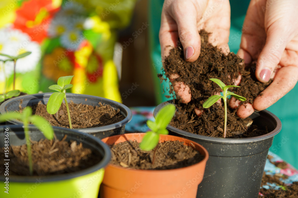 Obraz premium Gardening with plants dirt and pots