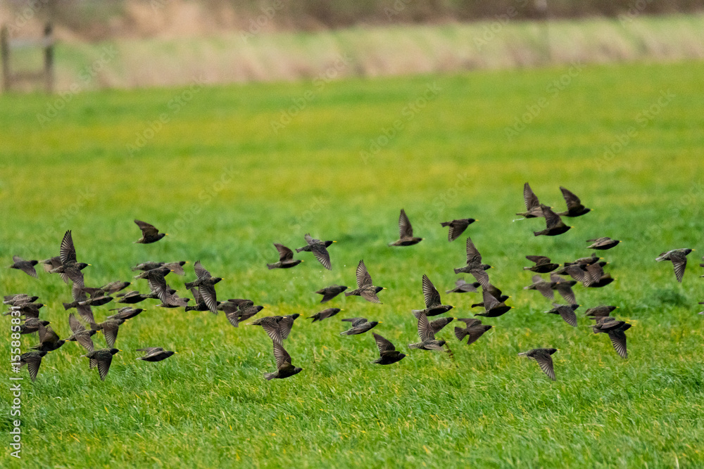 A flock of small black birds flies over a green field A flock of small black birds flies over a green field