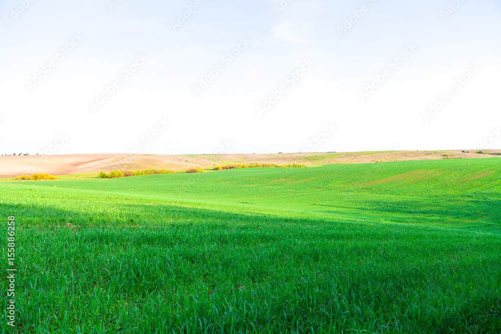 Green Field and Beautiful Sunset