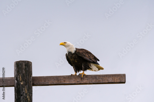 Bald eagle sits on an electric pole. © khomlyak