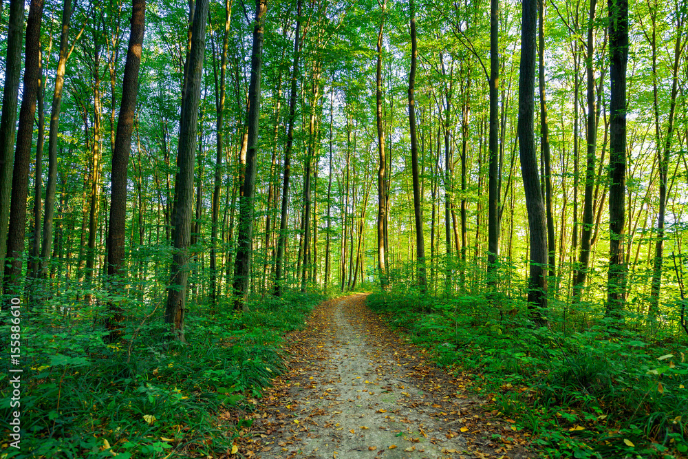 beautiful green forest beautiful green forest