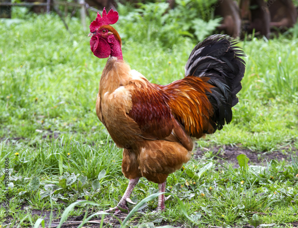 Fototapeta premium red cock with a bare neck. rooster on grass