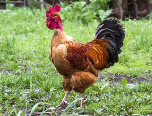 red cock with a bare neck.  rooster on grass