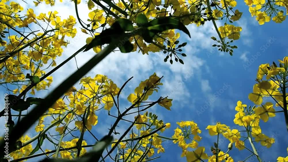 Rapspflanzen von unten nach oben