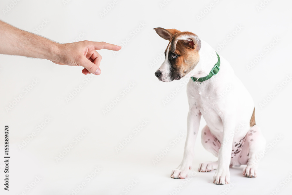 Man's hand points to dog to be obedient