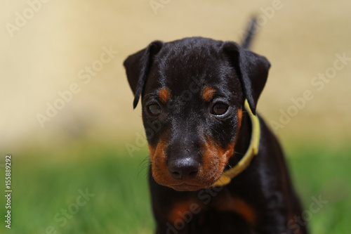 Foto Manchester Terrier