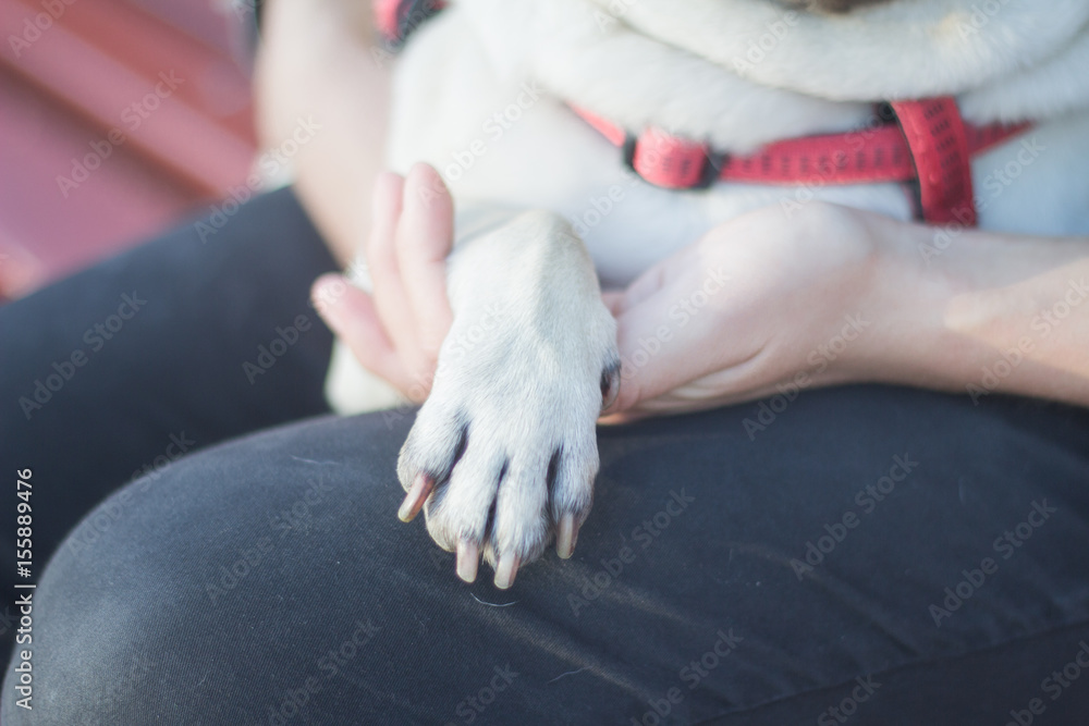 close up picture of pug pow in womans hand close up picture of pug pow in womans hand