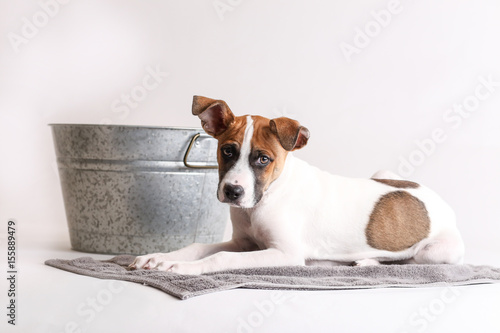 Cute puppy with spots gets a bath in a metal tin © MeganBetteridge