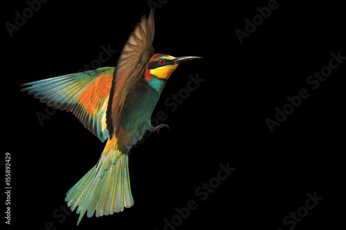 bird of paradise in flight isolated on a black background