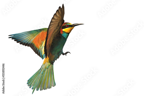bird of paradise in flight isolated on a white background
