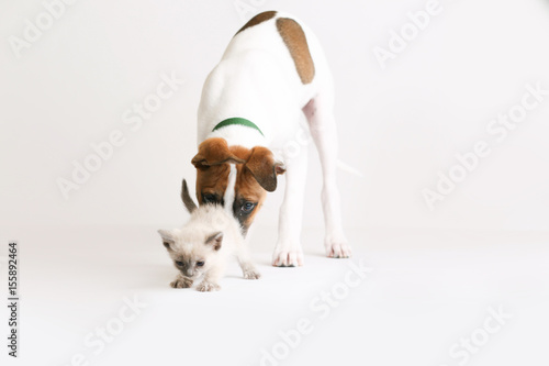 Fototapeta Naklejka Na Ścianę i Meble -  Hound puppy plays with a tiny baby kitten