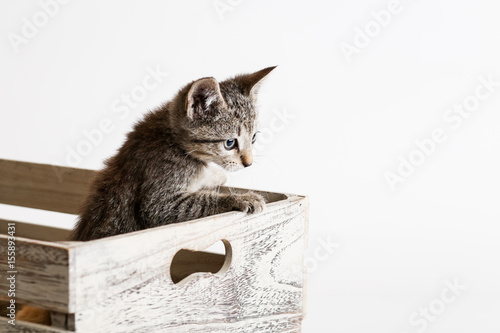 Wallpaper Mural Grey kitten peaks over the edge of a wooden crate Torontodigital.ca