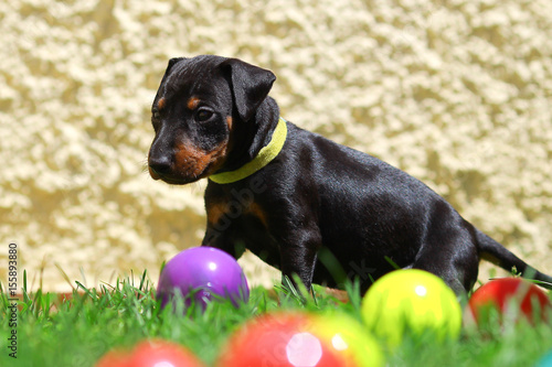 Bild auf Leinwand Manchester Terrier