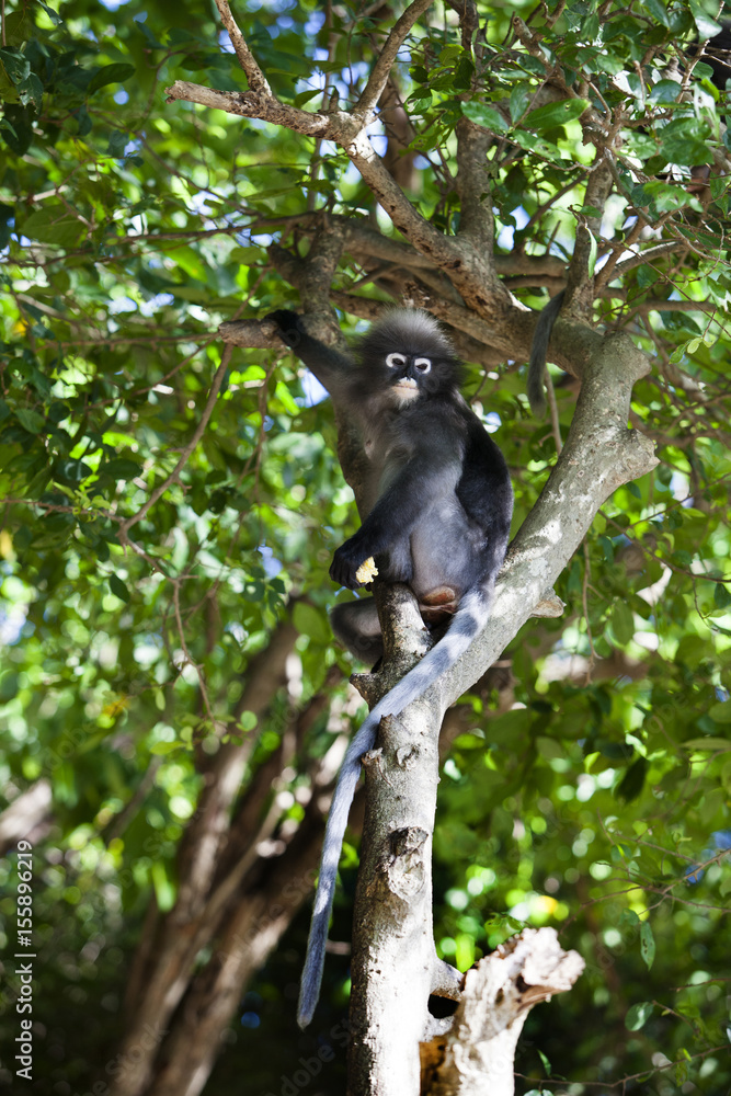 The dusky leaf monkey, spectacled langur, or spectacled leaf monkey (Trachypithecus obscurus)