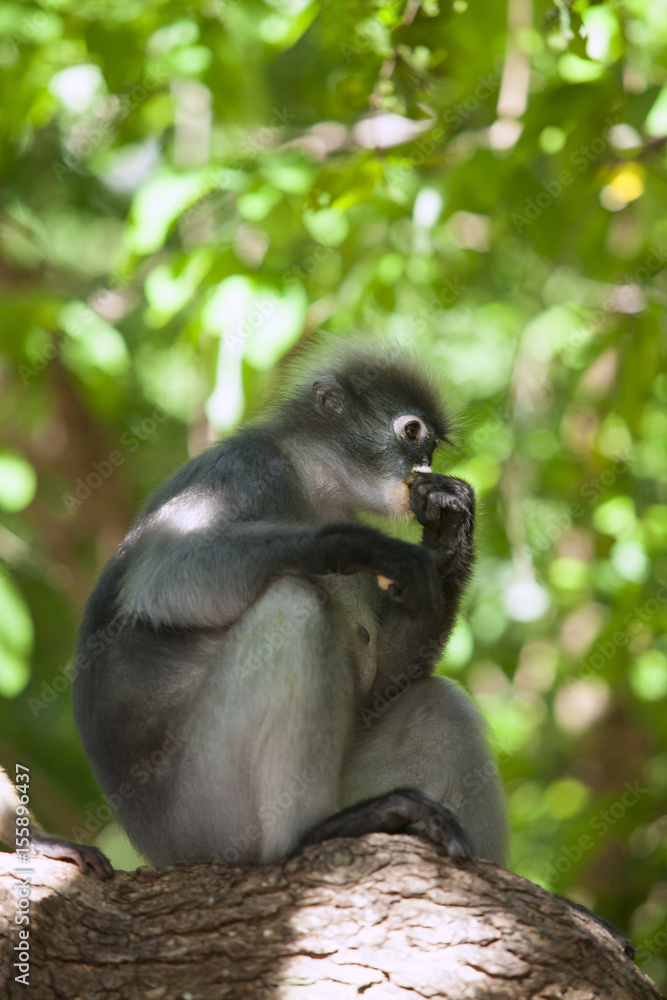 Fototapeta premium The dusky leaf monkey, spectacled langur, or spectacled leaf monkey (Trachypithecus obscurus)