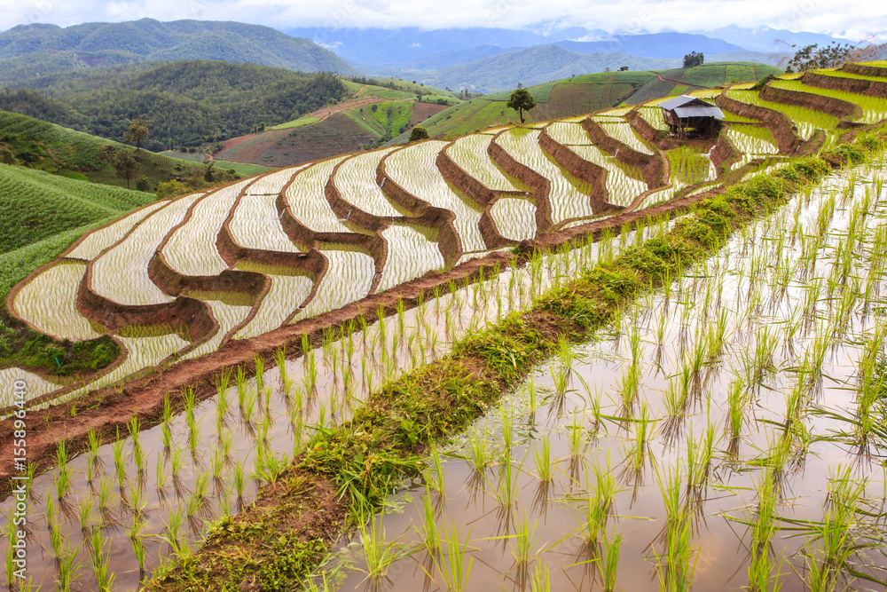 Fototapeta premium Green Terraced Rice Field in Pa Pong Pieng , Mae Chaem, Chiang Mai, Thailand