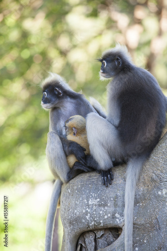 The dusky leaf monkey, spectacled langur, or spectacled leaf monkey (Trachypithecus obscurus)