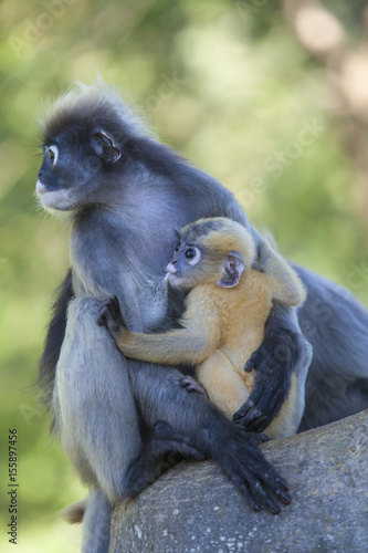 Photography The dusky leaf monkey, spectacled langur, or spectacled leaf monkey (Trachypithe