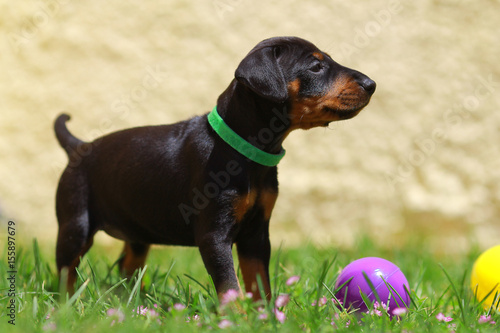 Canvas Print Manchester Terrier